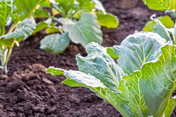 Young cabbage plants with drops of water grows in ground. Close-up cabbage bushes in vegetable garden after watering. Agriculture, organic farming concept.