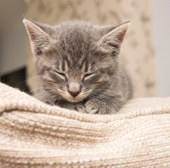 sleepy grey kitten example