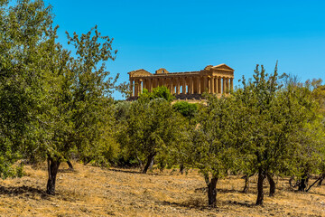 The Temple of Concordia in the ancient Sicilian city of Agrigento viewed from an Olive grove in summer