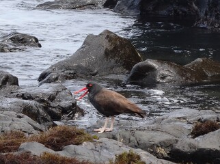 Blackish oystercatcher (Haematopus ater) at Isla Foca near Paita, Peru