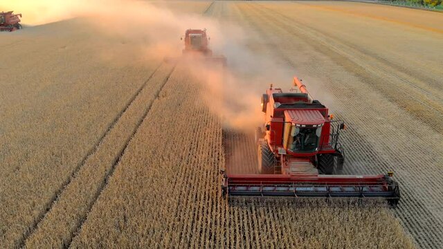 Two red harvester collect wheat grains in field golden color. Yellow ears ripe cereal crop. Agricultural summer work in farm machine. Aerial top view, drone flying