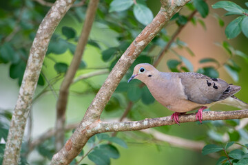 Mourning Dove Perched in Crepe Myrtle Tree in June
