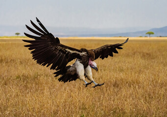 Flying Lappet-faced vulture, Masai Mara, Kenya