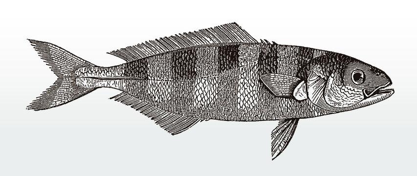 Pilot fish, naucrates ductor from tropical open seas after an antique illustration from the 19th century