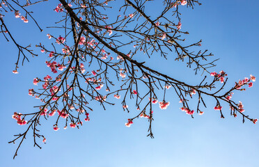 Sakura em flor