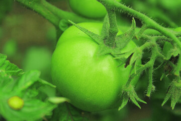 Green tomato in the garden