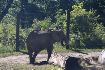 Elephant at Omaha Henry Doorly Zoo - obrazy, fototapety, plakaty