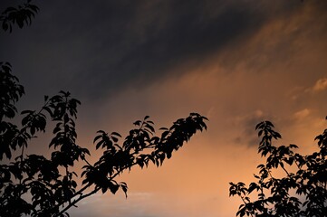 Silhouette von Bäumen mit Blättern am Abend mir orangenem Himmel und düsteren Wolken
