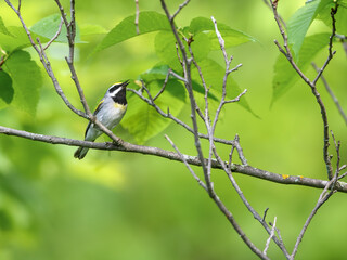 Golden-winged Warbler on Tree Branch in Spring