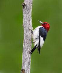 Red-headed Woodpecker with Food for Chicks Climbing Tree Trunk on Green Background	
