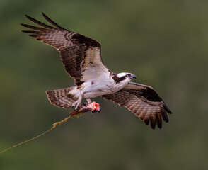 Osprey  in Flight Bringing a Fish Leftover to The Nest