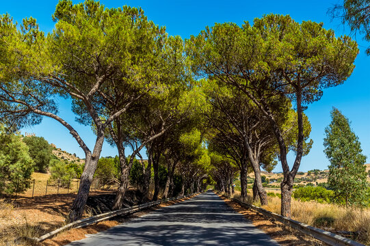 Olivenbaum-Allee-Bilder: Stock-Fotos & -Videos. | Adobe Stock
