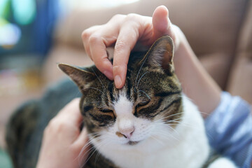 猫と飼い主