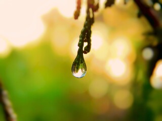 Fototapeta Kropla deszczu osadzona na roślinie po letnim deszczu. obraz