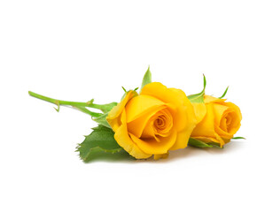 beautiful yellow roses on a white background