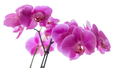 Obraz na płótnie Canvas Orchidaceae.
