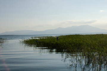 A fisher in the green bushes on the lake.