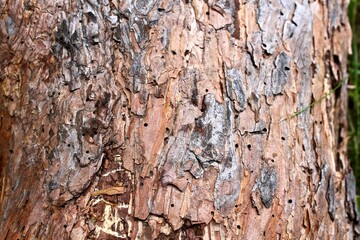 Textured wood texture in the forest