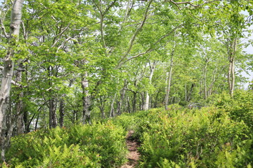 東ヌプカウシヌプリ山の頂上付近