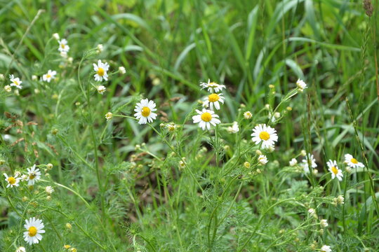 Scentless Mayweed - Tripleurospermum inodorum. Scentless false mayweed blossom ( Tripleurospermum inodorum ) with ligulate and disc florets in bloom