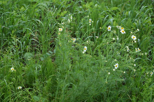 Scentless Mayweed - Tripleurospermum inodorum. Scentless false mayweed blossom ( Tripleurospermum inodorum ) with ligulate and disc florets in bloom