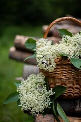 Basket full of elderberry flowers in woods, elderflowers harvesting