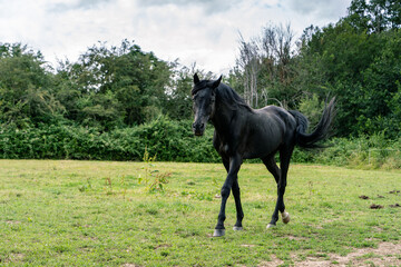 Black arab horse