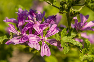 Obraz na płótnie Canvas purple flowers of Malva neglecta also known as common mallow macro close up