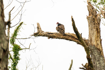 Turkey Vulture Perched on Dead Tree