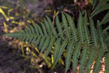 Liść paproci  © merko