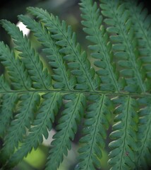 Liść paproci  © merko