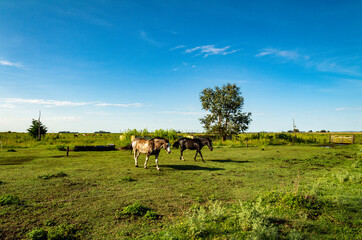 Horses in the field during a sunny day. Large animals used for sports. Calm landscape outside the city.