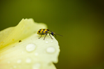 spotted bug on a white flowers with raindrops