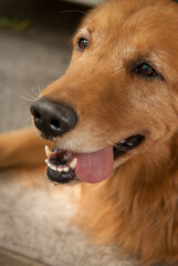 portrait of a golden retriever