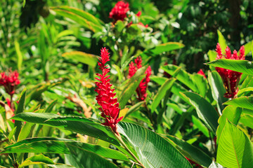 red tropical flower