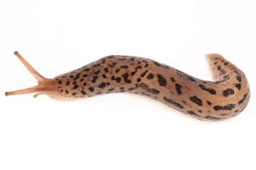 Tigerschnegel, Limax maximus