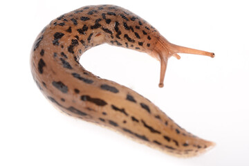 Tigerschnegel, Limax maximus