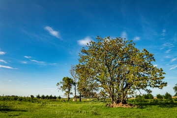Beautiful old field tree. Calm landscape outside the city. Sunny day on a farm.