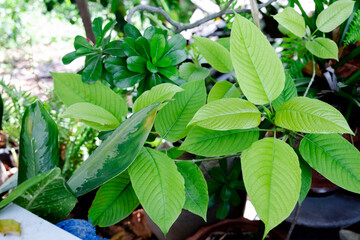 kratom plant (Mitragyna speciosa) Mitragynine on blur background ,Drugs and Narcotics,Thai herbal which encourage health