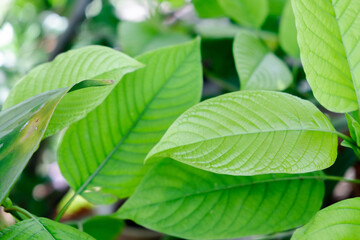 Fototapeta na wymiar kratom plant (Mitragyna speciosa) Mitragynine on blur background ,Drugs and Narcotics,Thai herbal which encourage health