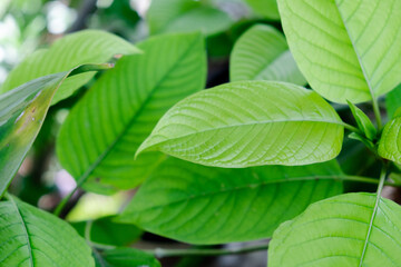 kratom plant (Mitragyna speciosa) Mitragynine on blur background ,Drugs and Narcotics,Thai herbal which encourage health