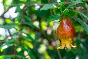 Thai baby red Pomegranate on green plant with blured green background in the evening
