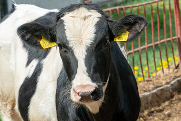 Calves and cows in a paddock outside in the fresh air. Agriculture with the care of animals.