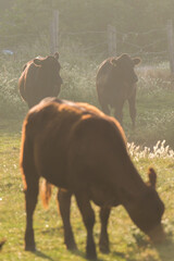 cows in the field in the early morning