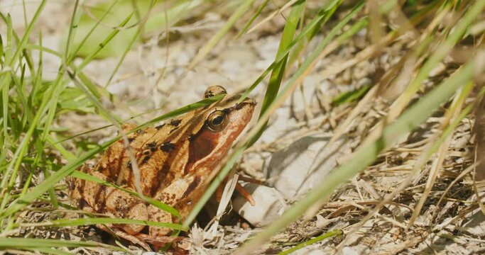 A common frog (Rana temporaria) on among grass on a summer day hops out of the frame.