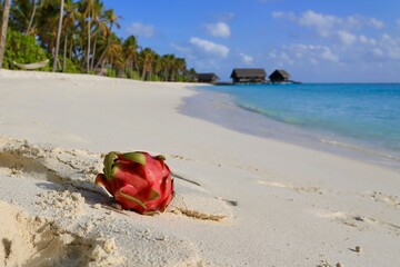 Fototapeta na wymiar dragon fruit lies on the beach against the background of the ocean