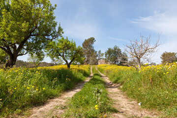 Frühling auf Mallorca