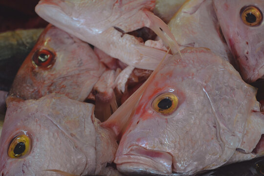 Close up of Fish in "La Viga" Mexican Market, largest seafood market in Mexico and the second largest in the world
