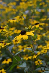 field of yellow flowers