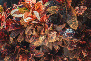 Organic Texture leafs plants of Brazil